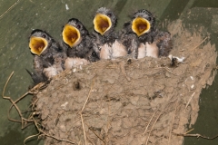 Fledglings