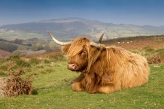 Highland-Cow